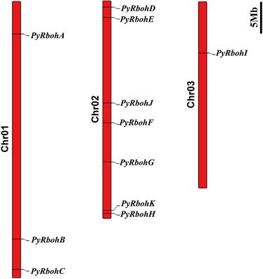 Identification of Respiratory Burst Oxidase Homolog (Rboh) Family Genes From Pyropia yezoensis and Their Correlation With Archeospore Release